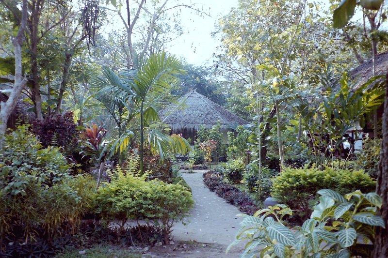 Thailand 2001-BIRH240a.JPG